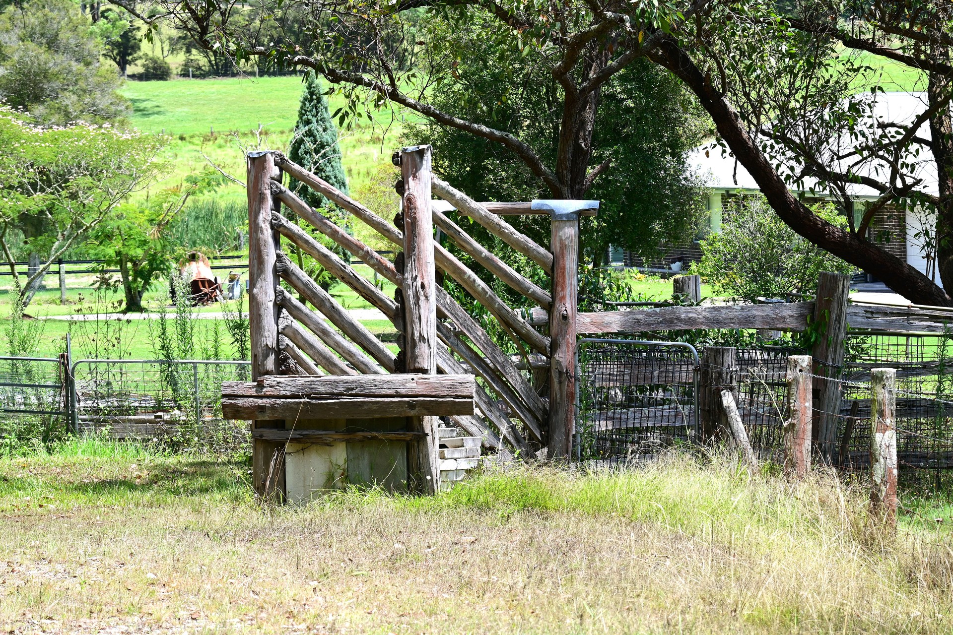 Cattle race