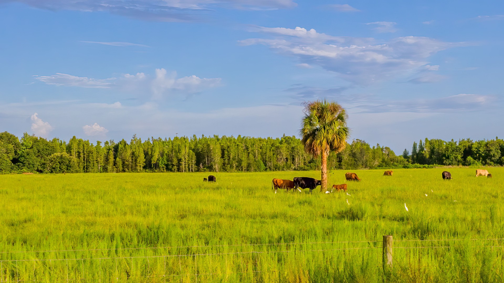 Beautiful shot of cattle and cattle egrets in a field near Wesley Chapel, Florida